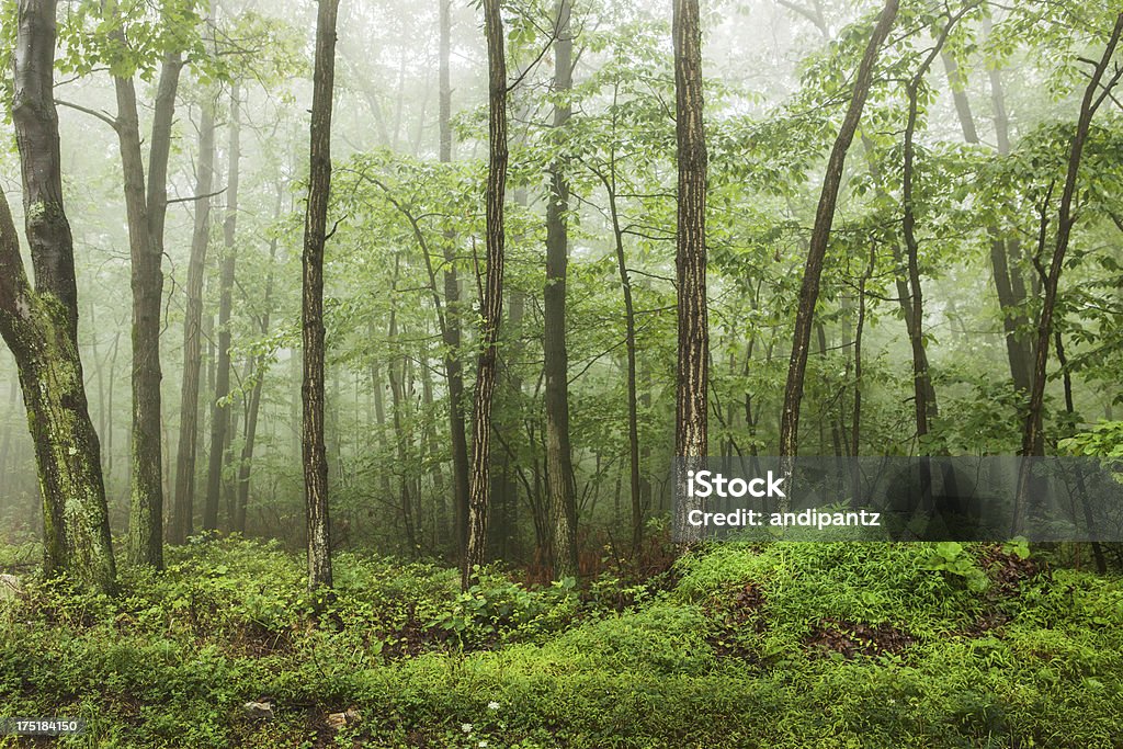 Foggy forest Foggy forest of trees in the Appalachian mountains of Pennsylvania. 2012 Stock Photo