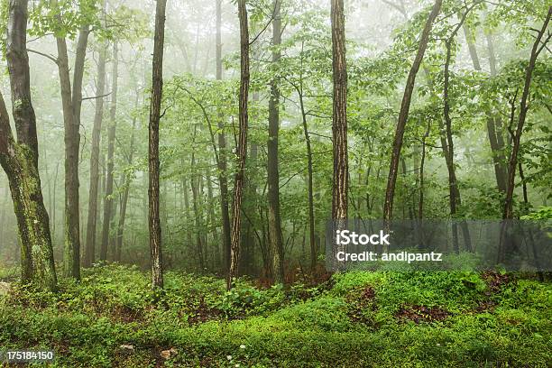 Foggy Forest Stock Photo - Download Image Now - 2012, Appalachia, Appalachian Mountains