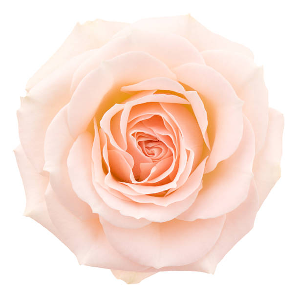 Rose. Pink flower on white background. deep focus stock pictures, royalty-free photos & images