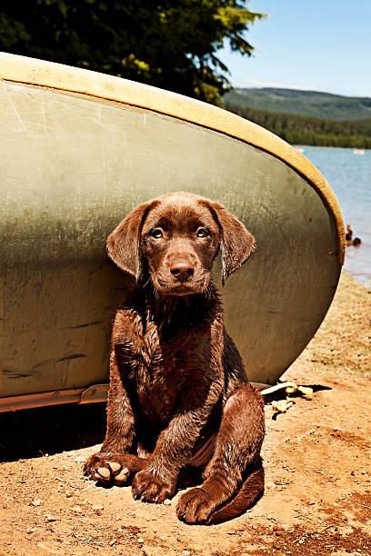 Chocolate lab puppy sitting by canoe and lake.