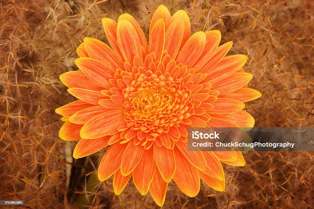 Gerbera Asteraceae Kwiat Blossom - Zbiór zdjęć royalty-free (Gerbera)