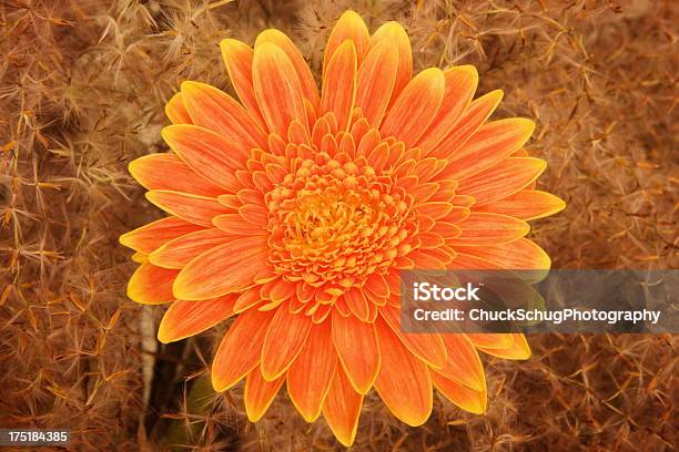 Gerbera Asteraceae Kwiat Blossom - zdjęcia stockowe i więcej obrazów Gerbera - Gerbera, Modyfikacja genetyczna, Aranżacja