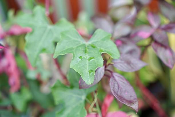 istock a plant with purple leaves. 1751843981