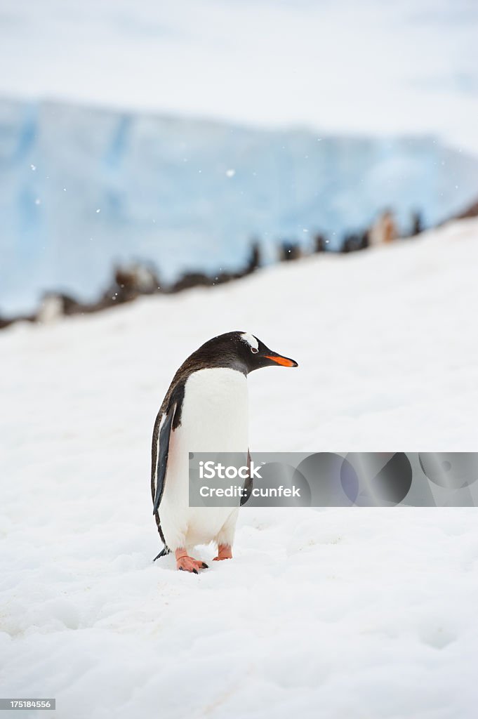 Pinguino Papua - Foto stock royalty-free di Ala di animale