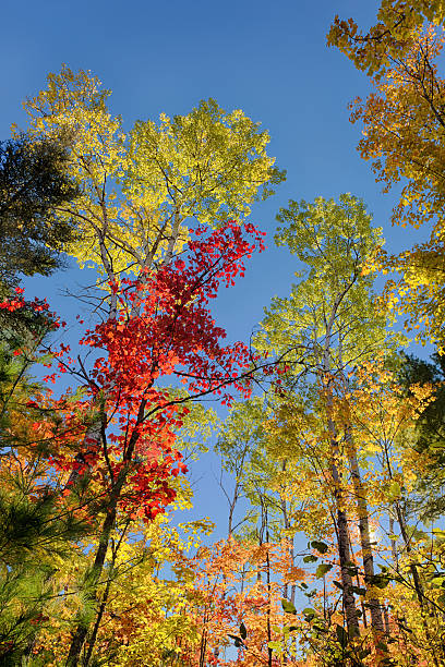 istock Colorful Autumn trees in Michigan's upper peninsula. 175184618
