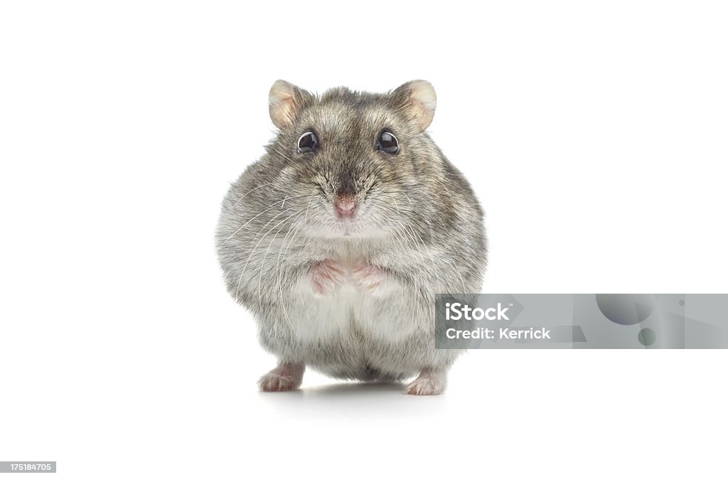Verblüfft djungarian hamster - Lizenzfrei Hamster Stock-Foto