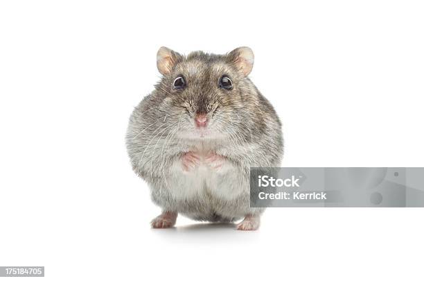 Verblüfft Djungarian Hamster Stockfoto und mehr Bilder von Hamster - Hamster, Weiß, Computermaus