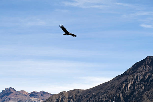 istock Andean Condor over Colca Canyon 175185023