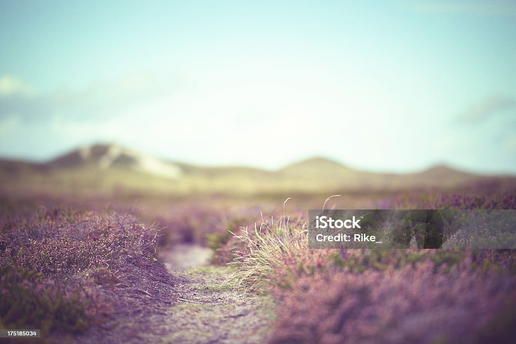 Niedrige Blick auf Feld unter blauen Himmel Lila meliert - Lizenzfrei Dänemark Stock-Foto