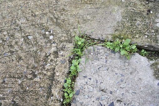 weeds growing through a crack in a concrete wall.