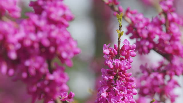 Judas Tree In Blossom. The Deep Pink Flowers. It Is Native To Southern Europe And Western Asia. Close up.
