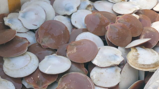 extreme close-up of Asian scallops in shells being put into a polystyrene box