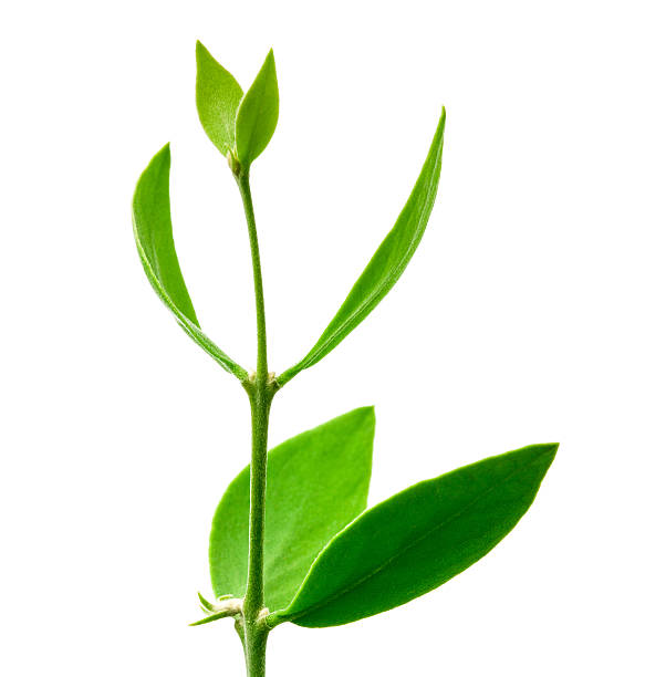istock Jojoba leaves on white background 175185950