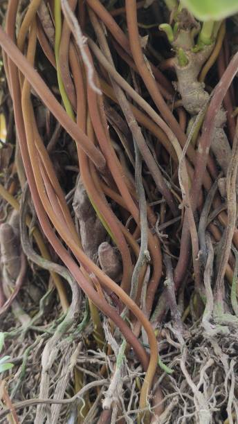 istock Plant roots in the bush 1751859679