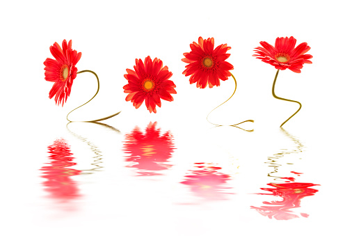 2024, written with red gerbera flowers stems, white background and water reflection, zen flower new year greetings