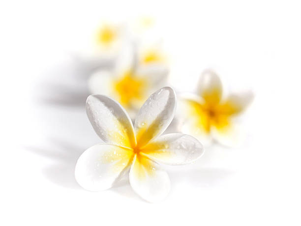 Plumeria flowers Plumeria flowers isolated big island hawaii islands photos stock pictures, royalty-free photos & images