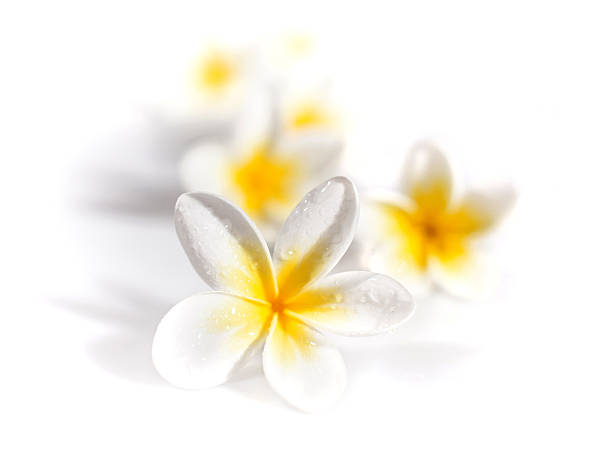 Plumeria Flowers Stock Photo - Download Image Now - Flower, Tiare Flower, Frangipani Blossom - iStock Plumeria Flowers Stock Photo - Download Image Now - Flower, Tiare Flower, Frangipani Blossom - iStock