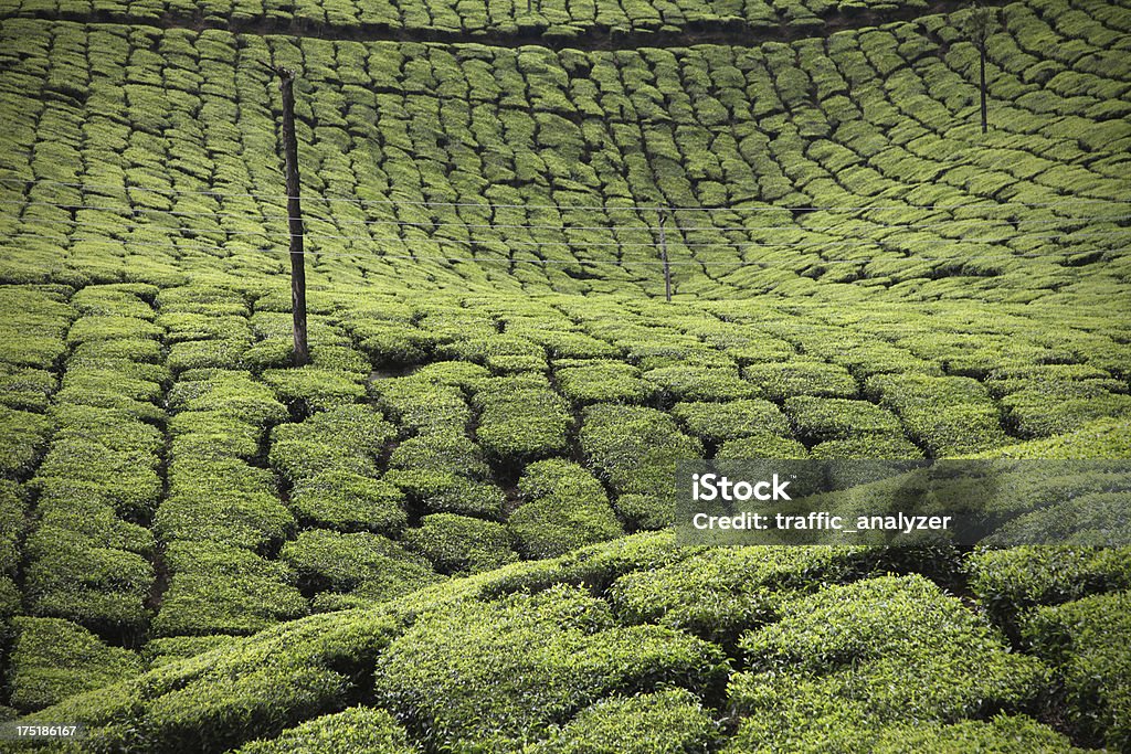 Les plantations de thé. Munnar, Kerala, Inde - Photo de Agriculture libre de droits