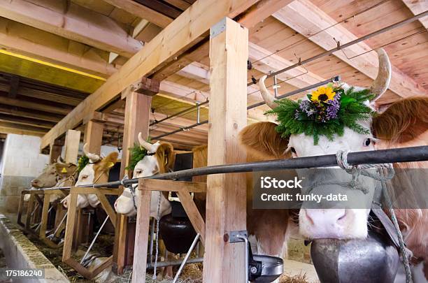 Ganado Simmental Preparándose Para La Vaca Concurso De Belleza Foto de stock y más banco de imágenes de Aire libre