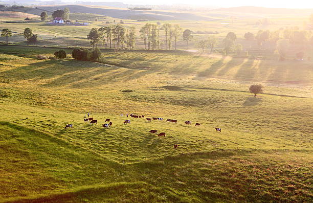 Aerial photo of a Meadow stock photo