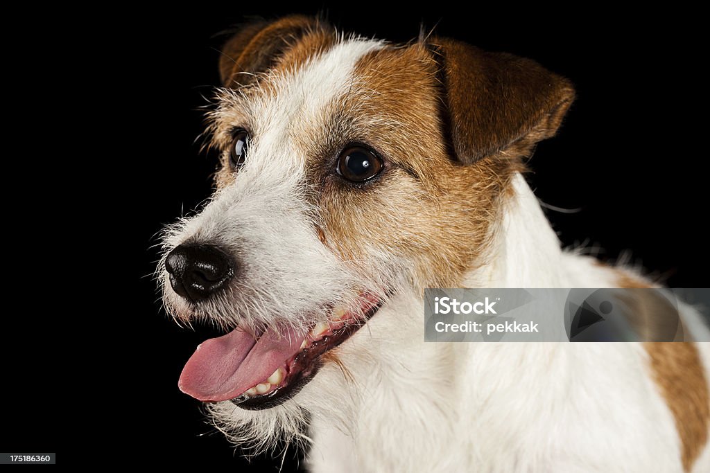 Gros plan d'une alerte petit chien sur fond noir - Photo de Fond noir libre de droits