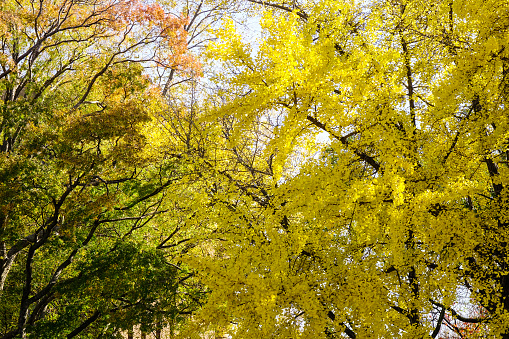 Autumn scenery with many ginkgo trees at city park in Osaka, Japan.
