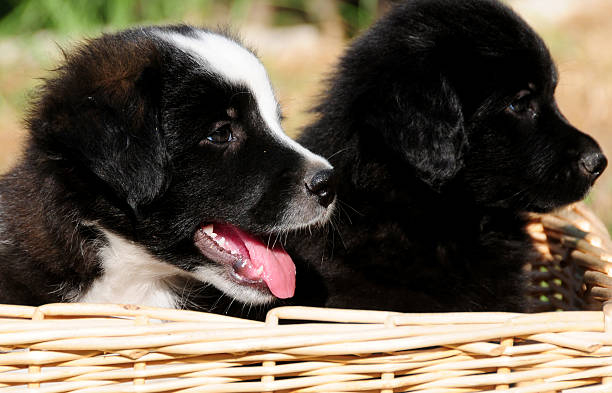 istock Sweet Border Collie Puppies 175186409