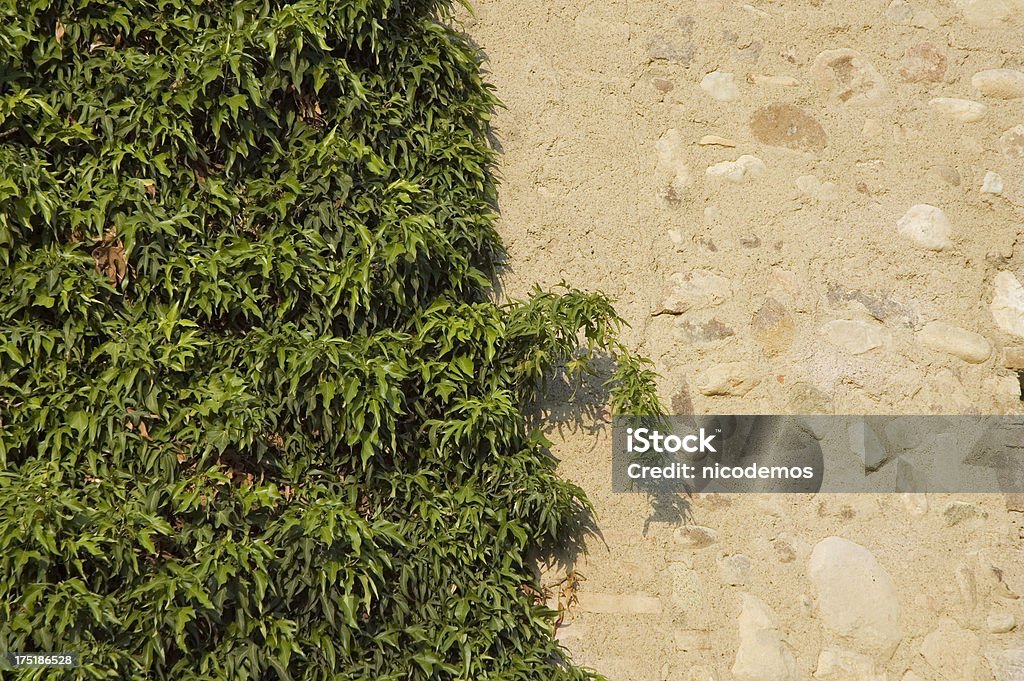 Стена с зеленый плющ - Стоковые фото Без людей роялти-фри