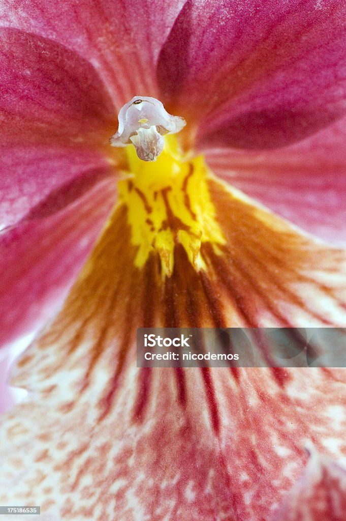 Orchidée Rose Close-Up - Photo de Beauté libre de droits