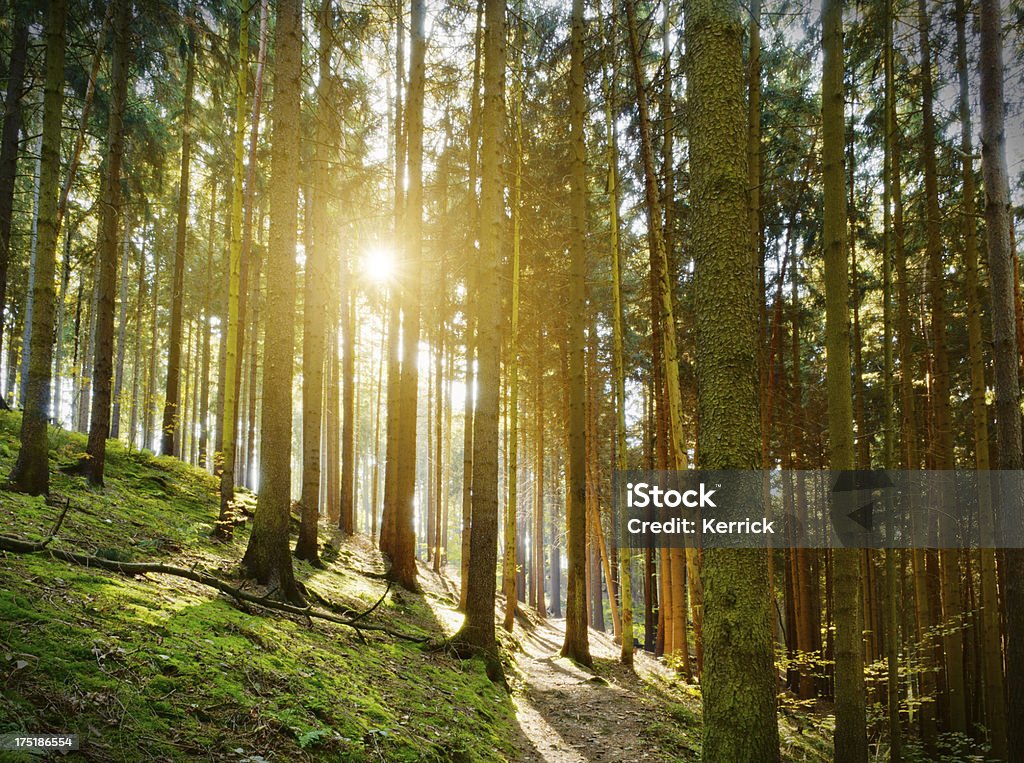 pine forest in autumn - Lizenzfrei Ast - Pflanzenbestandteil Stock-Foto