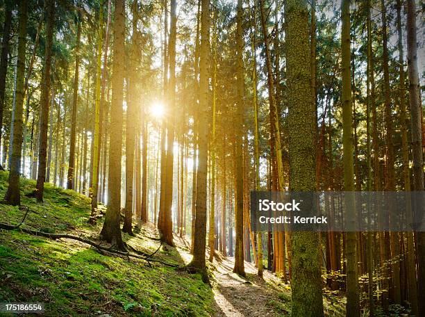 Pine Forest In Autumn Stockfoto und mehr Bilder von Ast - Pflanzenbestandteil - Ast - Pflanzenbestandteil, Baum, Birke