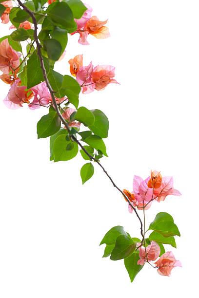 istock Bougainvillea branch 175186612