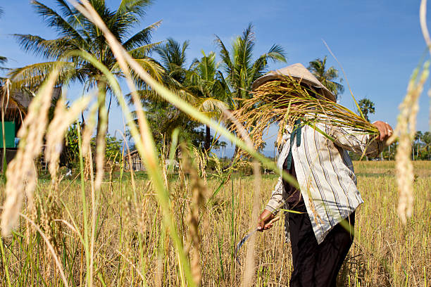 curado de forma mulher com chapéu de palha colher o arroz - developing countries farmer rice paddy asia imagens e fotografias de stock