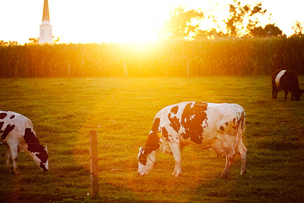 Vacas pastoreo como al atardecer - foto de stock