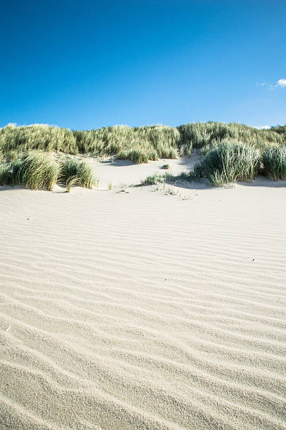 duna di sabbia - sand beach sand dune sea oat grass foto e immagini stock