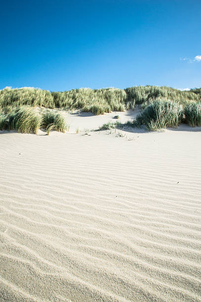 모래 사구 - sand beach sand dune sea oat grass 뉴스 사진 이미지