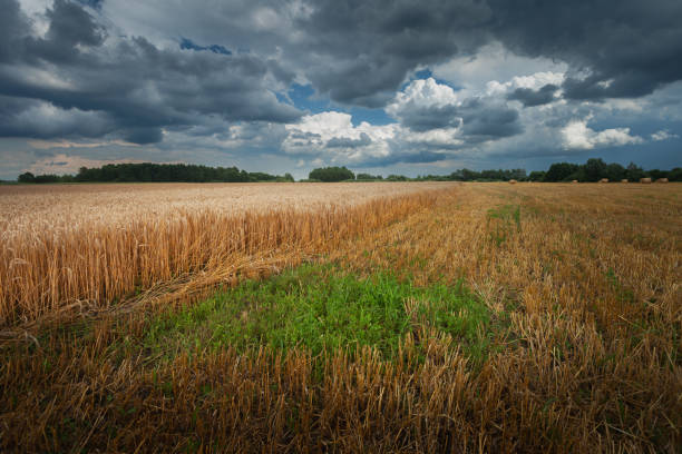istock A field with grain and a cloudy sky, a view on a July day 1751869718