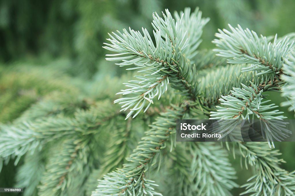 Green pine fundo - Royalty-free Abeto Foto de stock
