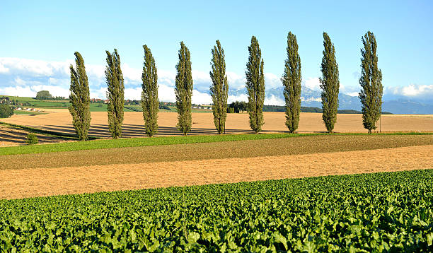 Line of 9 poplar trees in the Canton de Vaud countryside.