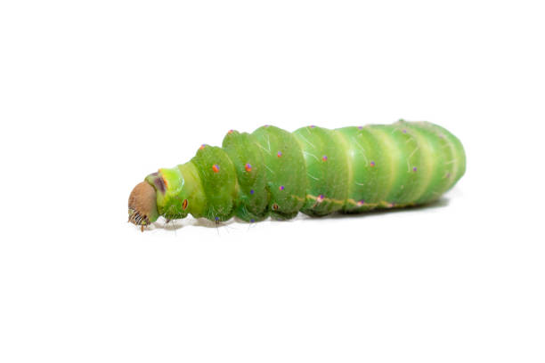 istock Antheraea mylitta, Tussar silkworm, Vanya silkworm isolated on white background 1751871413