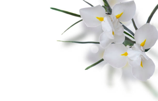 istock fresh blue irise flowers 1751871451