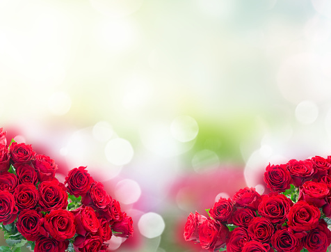 Close up macro of red Rose petals.