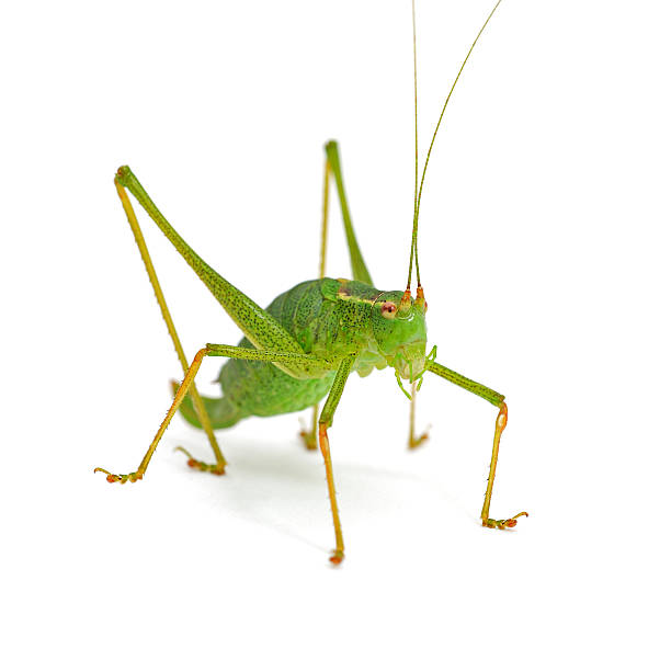 istock front view of green grasshopper on white background 175187175