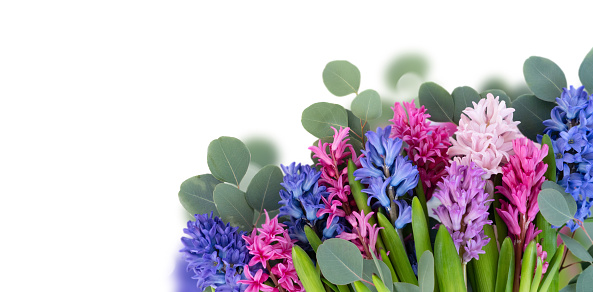 wedding or mothers day background, bouquet of Hyacinth flowers over plain white background