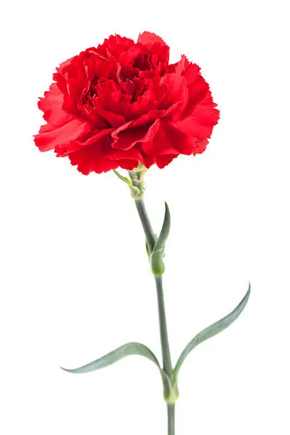 Red Carnation.