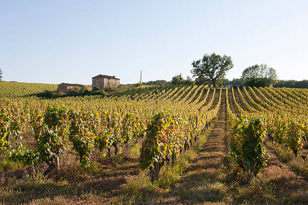 istock Rural scene. Huts in a Vineyard Landscape 175187458