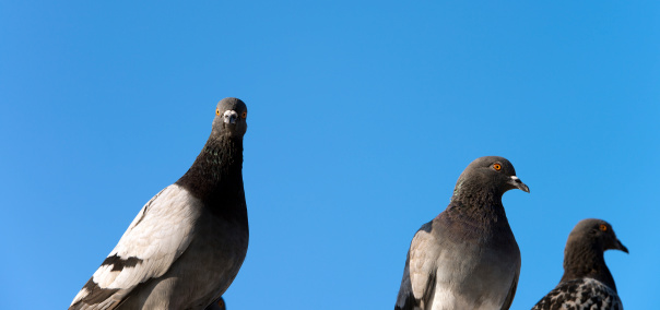 pigeon looking at camera in a judgemental manner.