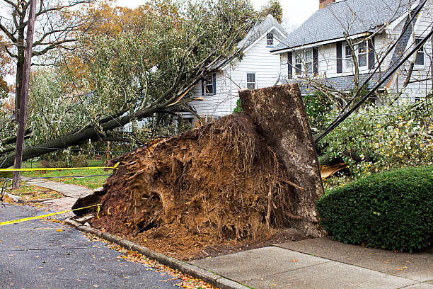 Hurricane House Damage Home Damaged by Hurricane Storm with Strong Winds. Home Insurance Concepts with Fallen Tree Damage. fallen tree photos stock pictures, royalty-free photos & images