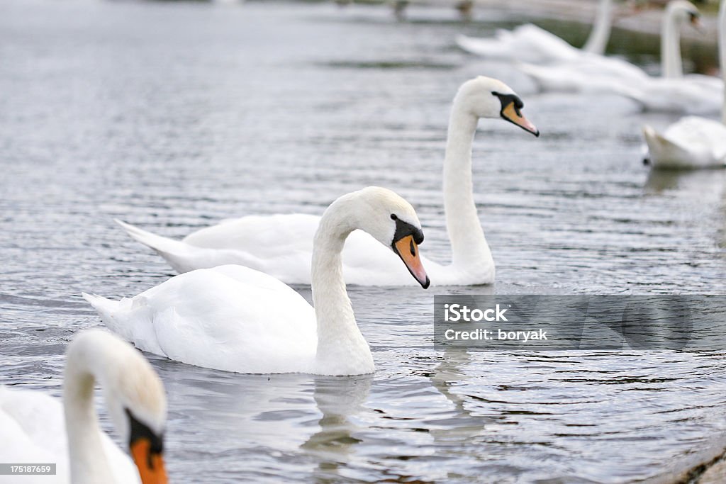 Swans at the Kensington Gardens, London "Beautiful white swans at the Kensington Palace Pond, London, UK" Kensington Palace Stock Photo