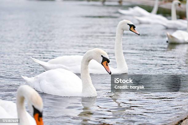 Swans At The Kensington Gardens London Stock Photo - Download Image Now - Kensington Palace, Animal, Bird